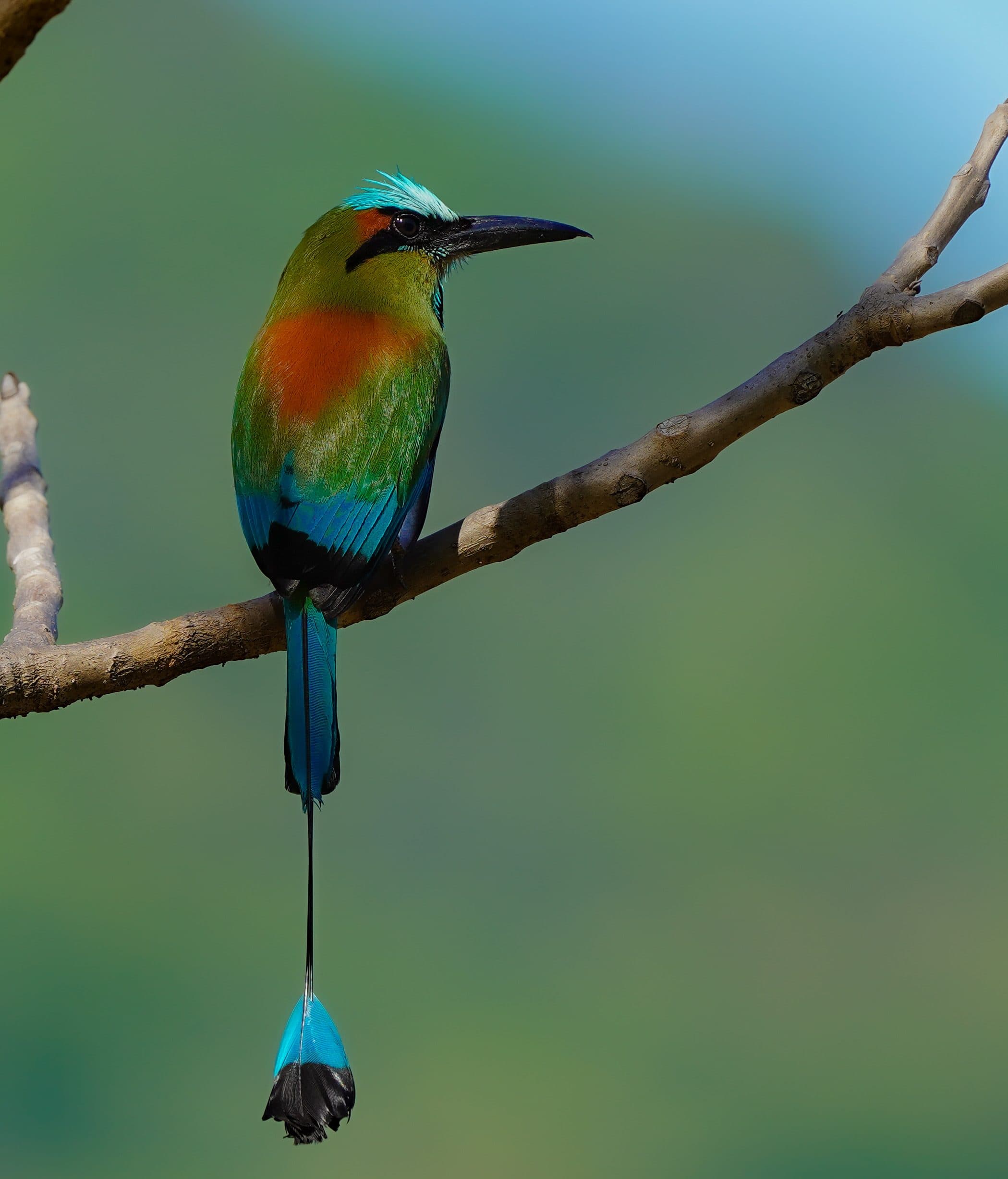 Tours and More CR — naturalist guide on the Nicoya Peninsula