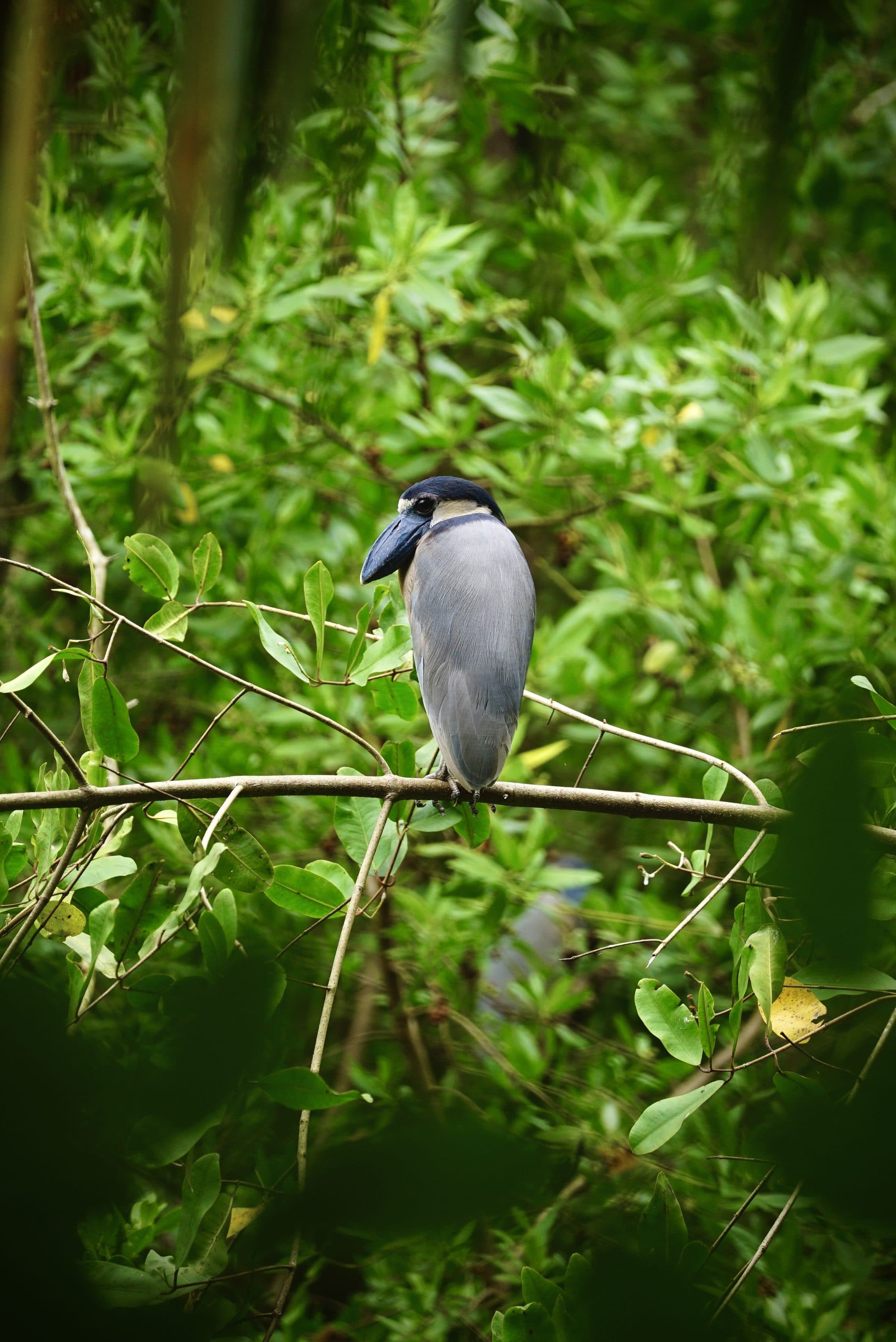 Birdwatching tour in the Nicoya Peninsula